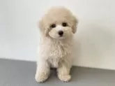 タイニープードル【広島県・男の子・2024年9月19日・クリーム】の写真3