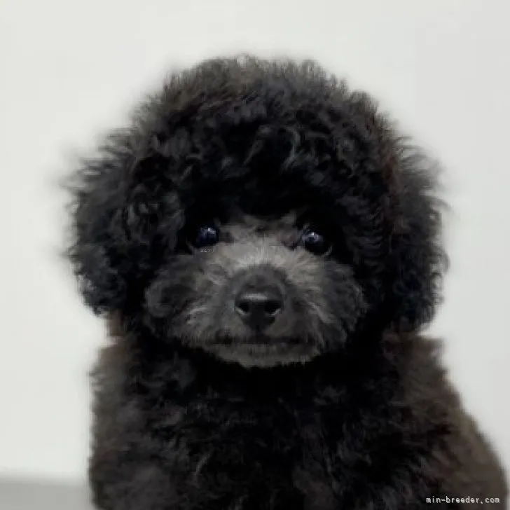ID：2308-01160の子犬