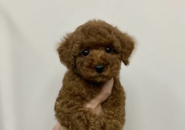 トイプードル(トイ)【広島県・男の子・2022年2月2日・レッド】の写真「濃いレッドの男の子♡」