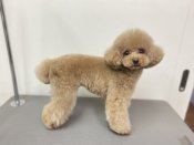 トイプードル【・女の子・2023年5月20日・オレンジフォーン】