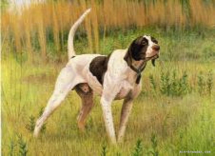 片田　喜世一(かただ　きよかず)ブリーダー(滋賀県・フラットコーテッドレトリバーなど・JKC/全日本狩猟倶楽部登録)の紹介写真3