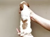 ブリタニースパニエル【滋賀県・男の子・2025年9月24日・ホワイト&オレンジ】の写真11