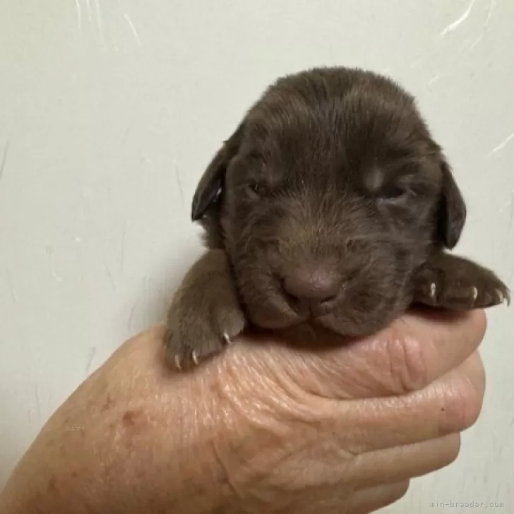 M.T 様のお迎えした子犬