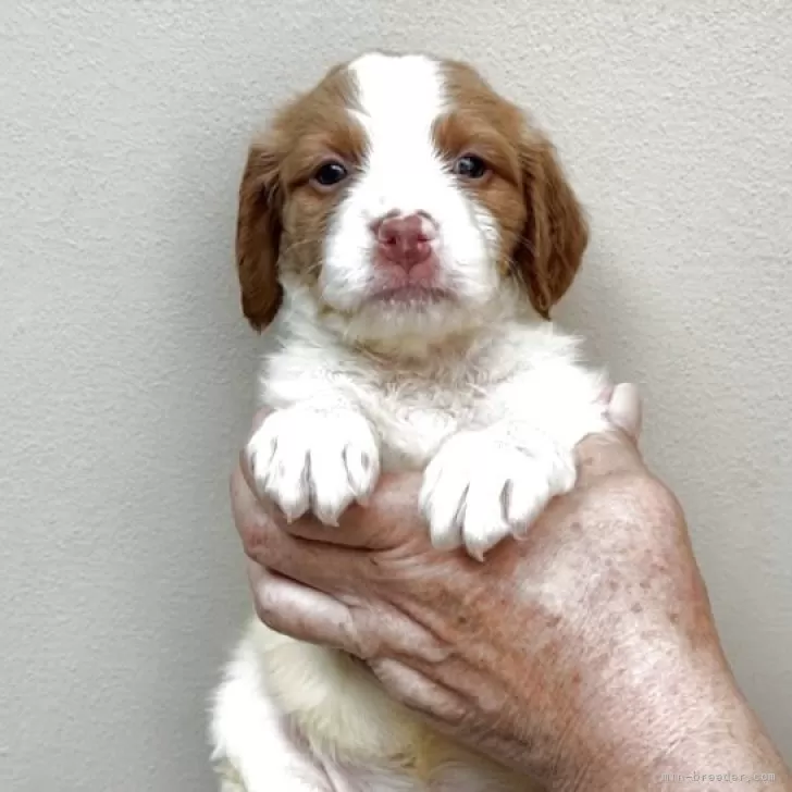 ID：2508-01407の子犬