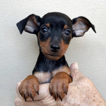 ミニチュアピンシャー【滋賀県・男の子・2025年8月20日・ブラックタン】の写真「元気で可愛い男の子」