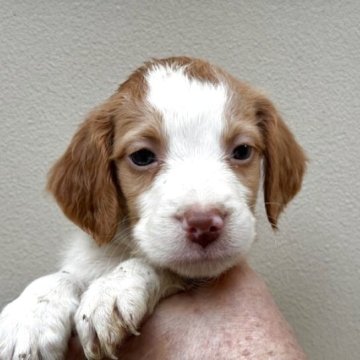 ブリタニースパニエル【滋賀県・男の子・2025年9月24日・ホワイト&オレンジ】の写真「お父さんは米国輸入犬の可愛い男の子」