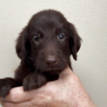 フラットコーテッドレトリバー【滋賀県・男の子・2025年9月16日・レバー】の写真「元気で可愛い男の子」