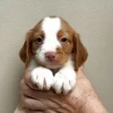 ブリタニースパニエル