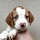 ブリタニースパニエル