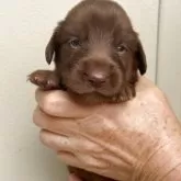 フラットコーテッドレトリバー