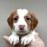 ブリタニースパニエル