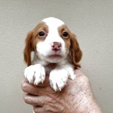 ブリタニースパニエル