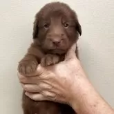 フラットコーテッドレトリバー