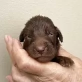フラットコーテッドレトリバー
