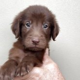 フラットコーテッドレトリバー