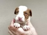 ブリタニースパニエル【滋賀県・男の子・2025年9月24日・ホワイト&オレンジ】の写真7