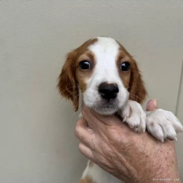 ID:2409-02365の子犬