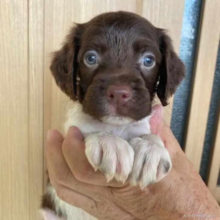 N.W 様のお迎えした子犬