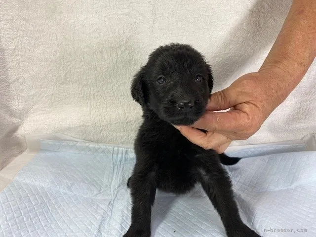 ID：2201-02831の子犬
