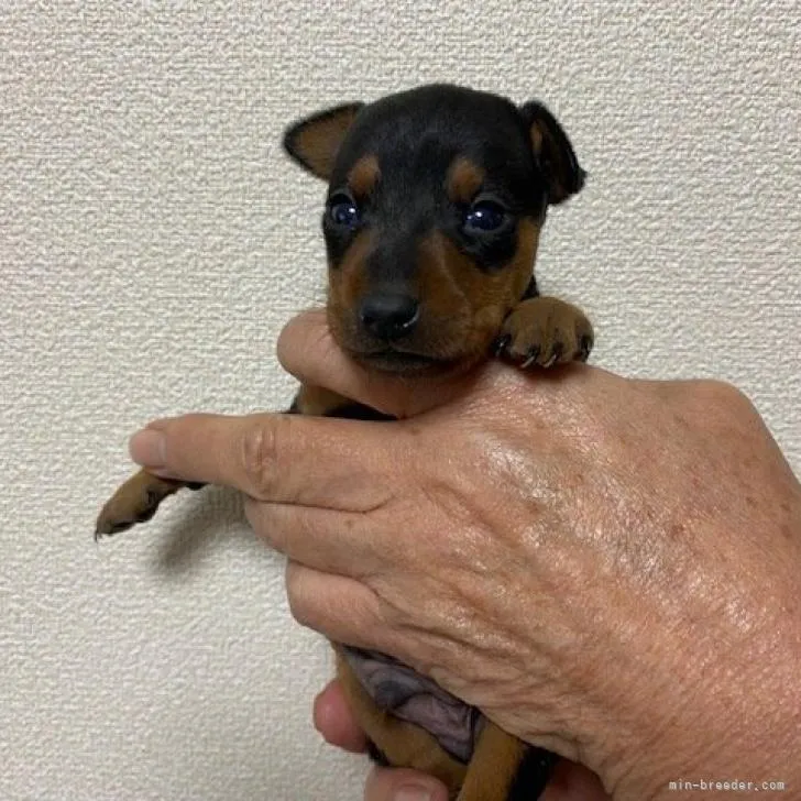ID:2211-02045の子犬
