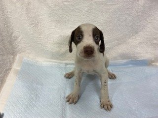 イングリッシュポインター 滋賀県 男の子 21年10月29日 ホワイト レバー 家庭犬 スポーツ犬 鳥猟犬として優秀な犬種です みんなのブリーダー 子犬id 2111