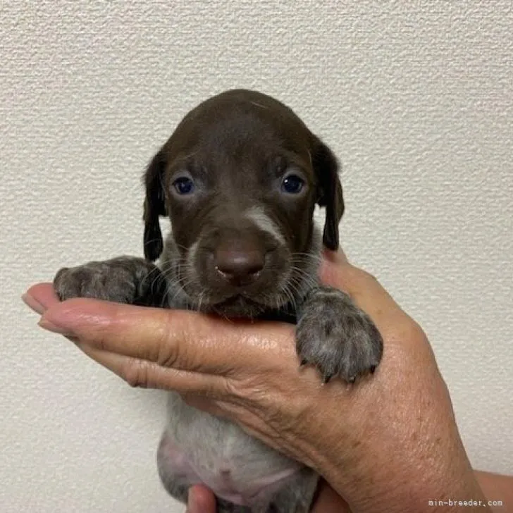 ID：2211-00070の子犬