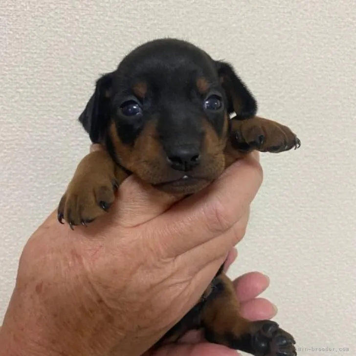 ID：2210-04916の子犬