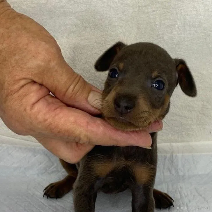 ID:2208-04409の子犬