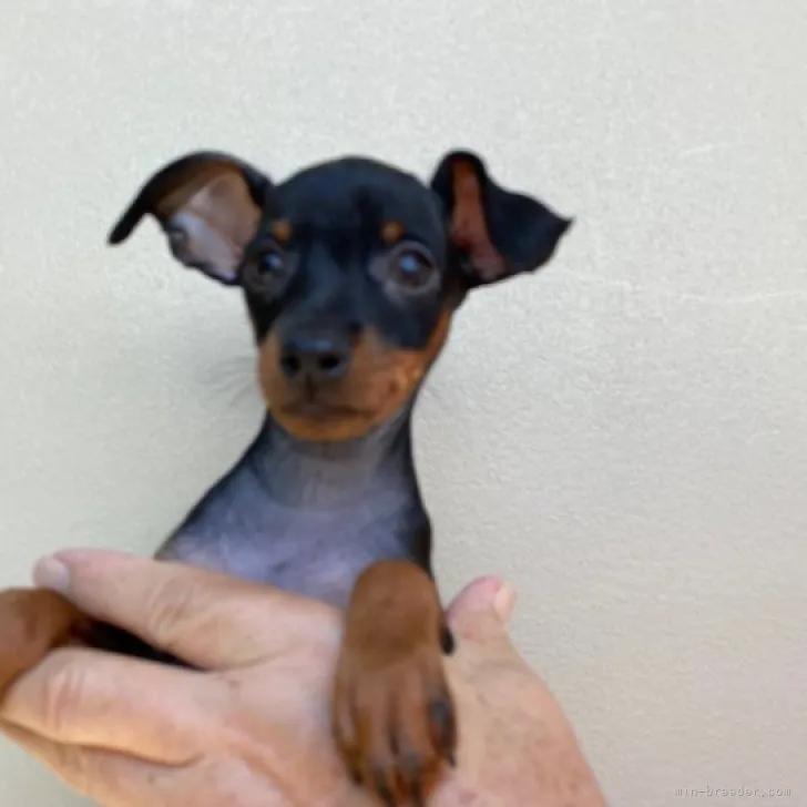 ID：2308-01720の子犬