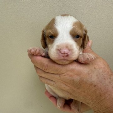 ブリタニースパニエル【滋賀県・女の子・2024年6月28日・ホワイト&オレンジ】の写真「元気で可愛い子犬」