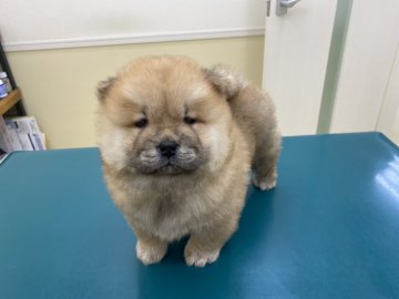 チャウチャウ【滋賀県・男の子・2020年12月7日・フォーン】の写真「モコモコで可愛い男の子」