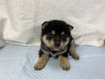 柴犬(標準サイズ)【滋賀県・男の子・2021年12月15日・黒】の写真「可愛いコロコロの男の子」