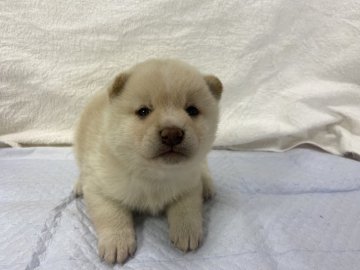 柴犬(標準サイズ)【滋賀県・男の子・2021年4月1日・白系】の写真「たぬき顔の両親から生まれました。」