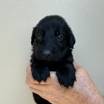 フラットコーテッドレトリバー【滋賀県・女の子・2024年5月9日・ブラック】の写真「元気で可愛い子犬」
