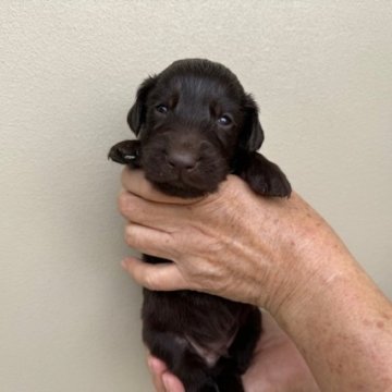 フラットコーテッドレトリバー【滋賀県・男の子・2024年5月9日・レバー】の写真「元気で可愛い子犬」