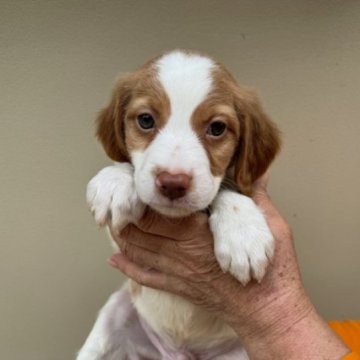 ブリタニースパニエル【滋賀県・男の子・2024年2月21日・ホワイト&オレンジ】の写真「家庭犬、スポーツ犬、鳥猟犬として優秀な犬種です。」
