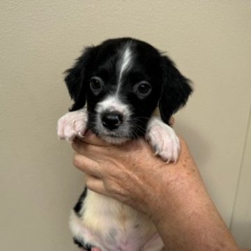 ブリタニースパニエル【滋賀県・男の子・2024年8月24日・ホワイト&ブラック】の写真「家庭犬、スポーツ犬、鳥猟犬として優秀な犬種です。」