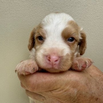 ブリタニースパニエル【滋賀県・女の子・2024年6月28日・ホワイト&オレンジ】の写真「元気で可愛い子犬」