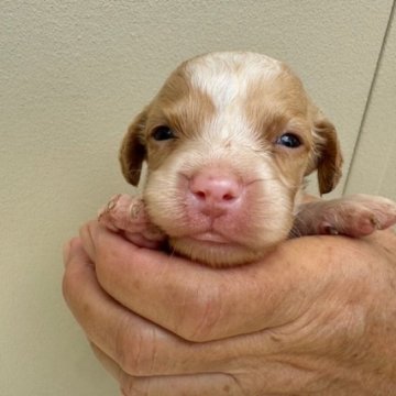 ブリタニースパニエル【滋賀県・男の子・2024年6月28日・ホワイト&オレンジ】の写真「元気で可愛い子犬」