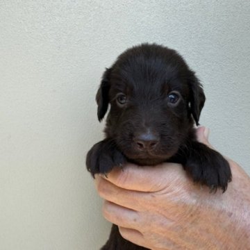 フラットコーテッドレトリバー【滋賀県・女の子・2024年5月9日・レバー】の写真「元気で可愛い子犬」