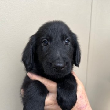 フラットコーテッドレトリバー【滋賀県・男の子・2023年12月11日・ブラック】の写真「CHライン血統優秀、可愛い子犬」