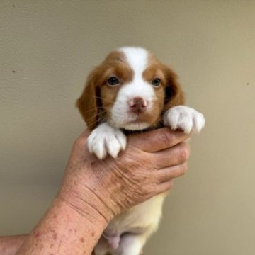 ブリタニースパニエル【滋賀県・男の子・2024年3月5日・白オレンジ】の写真「家庭犬、スポーツ犬、鳥猟犬として優秀な犬種です。」