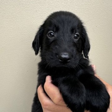 フラットコーテッドレトリバー【滋賀県・女の子・2024年5月9日・ブラック】の写真「元気で可愛い子犬」