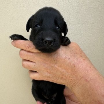 フラットコーテッドレトリバー【滋賀県・女の子・2024年5月9日・ブラック】の写真「元気で可愛い子犬」