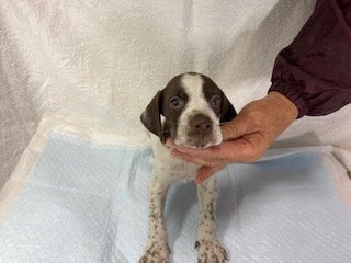 イングリッシュポインター【滋賀県・男の子・2021年10月29日・ホワイト&レバー】の写真「家庭犬、スポーツ犬、鳥猟犬として優秀な犬種です。」