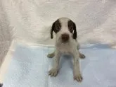 イングリッシュポインター【滋賀県・男の子・2021年10月29日・ホワイト&レバー】の写真1