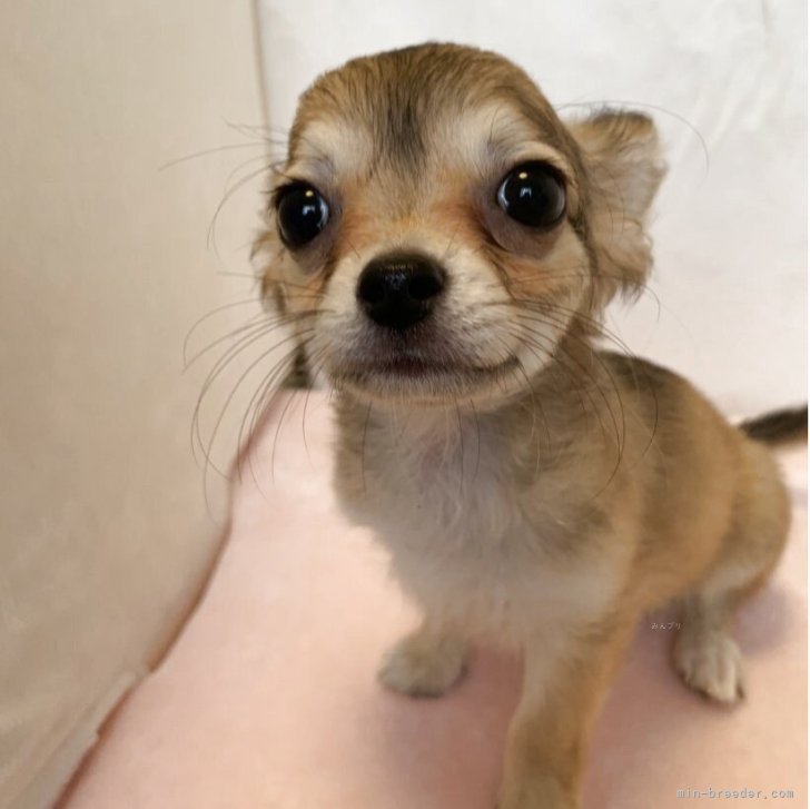 ブリーダー画像