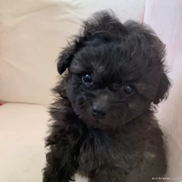 T.K 様のお迎えした子犬
