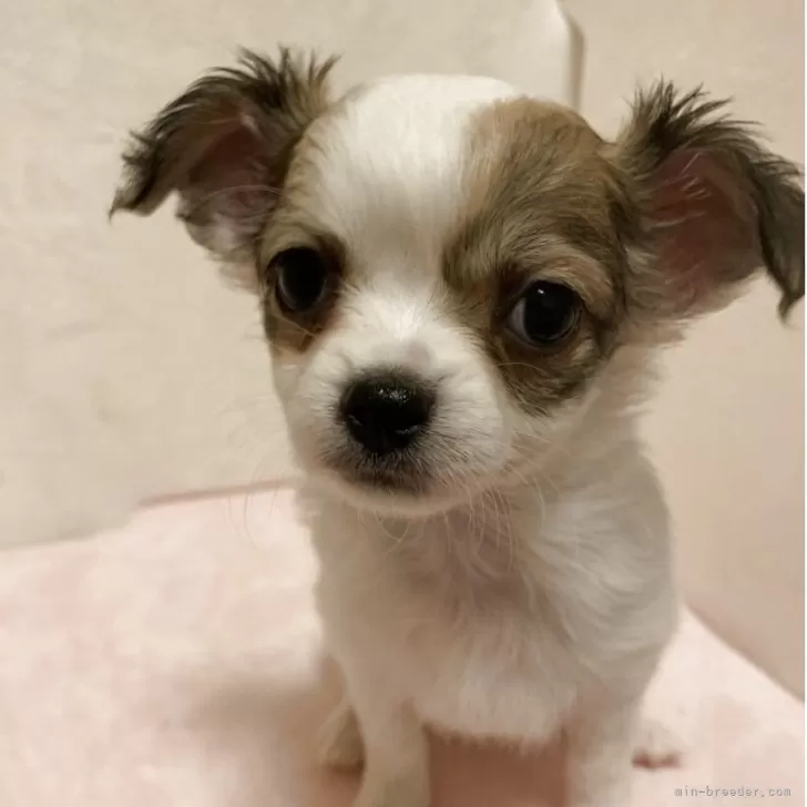 ID:2504-08098の子犬