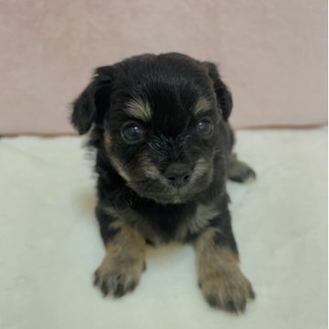 チワプー(チワワ×トイプードル)【静岡県・女の子・2025年10月7日・ブラックタン】の写真「優しい顔した女の子です」